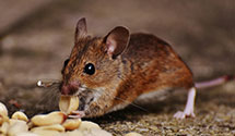 24 Hour & Emergency Exterminators in Vian, OK